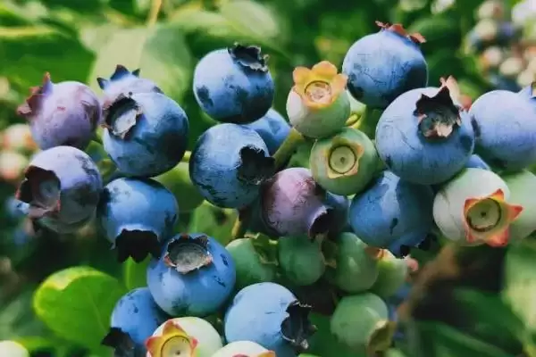 兔眼蓝莓品种介绍?认识兔眼蓝莓品种要了解哪些关键的品种特性和种植要点?插图3 兔眼蓝莓品种介绍?认识兔眼蓝莓品种要了解哪些关键的品种特性和种植要点?插图3