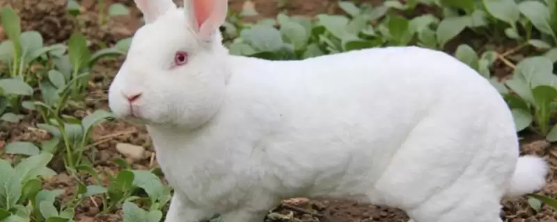 獭兔配种技术？掌握獭兔配种技术要了解哪些关键的繁殖要点和操作方法？-会东网