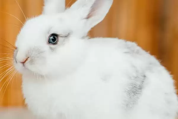 兔子的寿命?了解兔子寿命要考虑哪些兔子品种、饲养和环境影响因素?插图1 兔子的寿命?了解兔子寿命要考虑哪些兔子品种、饲养和环境影响因素?插图1