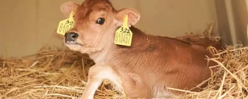 计算养一头牛一年纯利润的方法和重点?计算养一头牛一年纯利润要做好哪些细节?-会东网