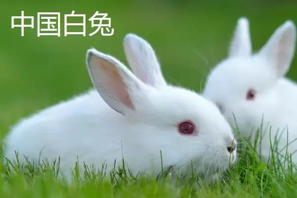 兔子的养殖品种?认识兔子养殖品种要了解哪些关键的品种分类和特性要点?插图8 兔子的养殖品种?认识兔子养殖品种要了解哪些关键的品种分类和特性要点?插图8