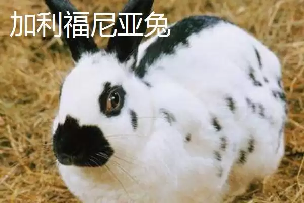 兔子的养殖品种?认识兔子养殖品种要了解哪些关键的品种分类和特性要点?插图4 兔子的养殖品种?认识兔子养殖品种要了解哪些关键的品种分类和特性要点?插图4