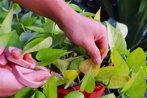 养绿萝的方法和重点？养绿萝要做好哪些细节？插图4