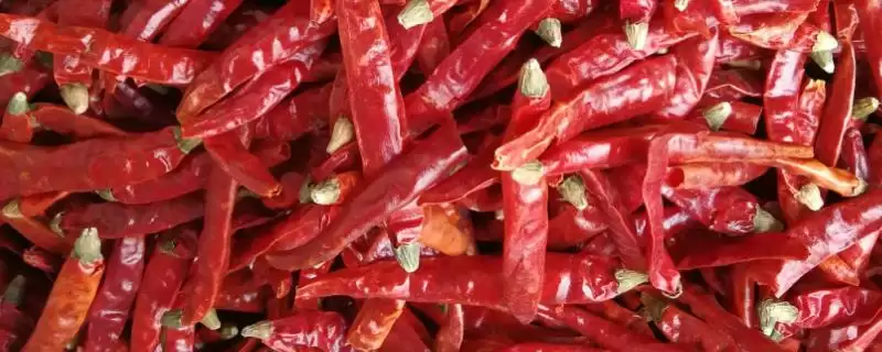 认识印度椒分类的方法和重点？认识印度椒分类要做好哪些细节？-会东网