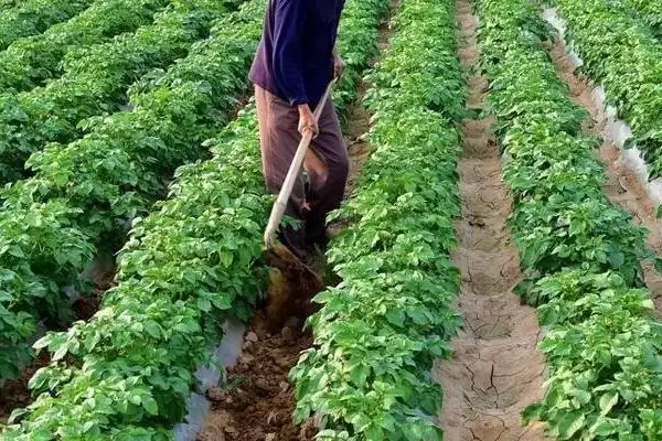 土豆如何施肥?给土豆施肥要掌握哪些关键的施肥时间、方式和用量要点?插图1 土豆如何施肥?给土豆施肥要掌握哪些关键的施肥时间、方式和用量要点?插图1