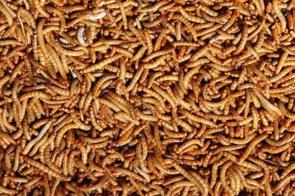 特种养殖简介?认识特种养殖要了解哪些关键的养殖范畴和发展要点?插图7 特种养殖简介?认识特种养殖要了解哪些关键的养殖范畴和发展要点?插图7