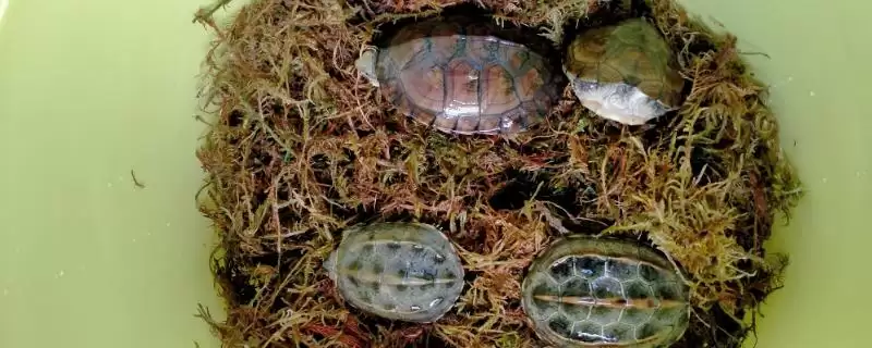 乌龟冬眠习性的要点和规律？了解乌龟冬眠需关注哪些方面？-会东网