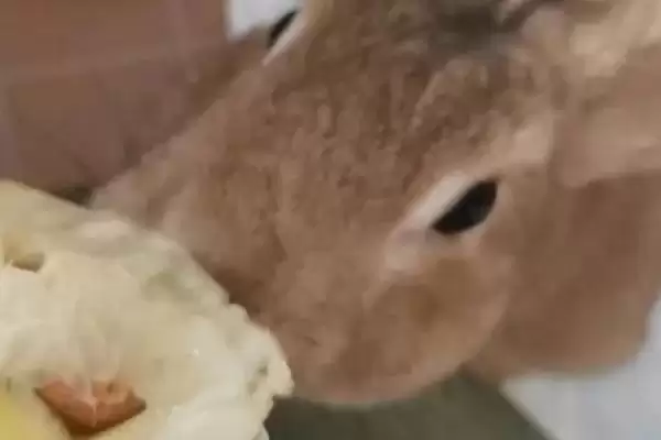 兔子可以吃榴莲吗？判断兔子能否吃榴莲要考虑哪些兔子饮食习性和健康因素？插图1