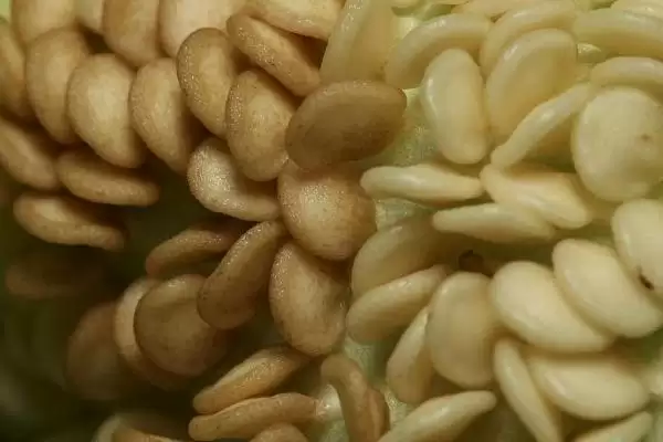 青椒种植方法全解:种子播种前晾晒1-2天的关键作用插图1 青椒种植方法全解:种子播种前晾晒1-2天的关键作用插图1