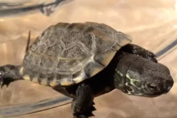 乌龟虚弱不进食的解决方法和要点?解决乌龟不进食需注意什么?插图2 乌龟虚弱不进食的解决方法和要点?解决乌龟不进食需注意什么?插图2