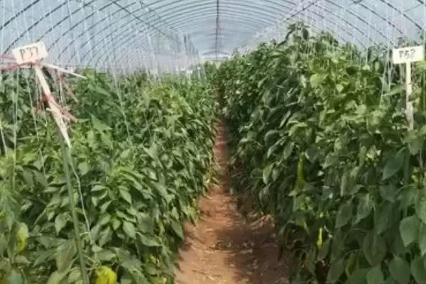 温室辣椒如何施肥?温室种植辣椒施肥要掌握哪些关键的施肥时间和方法要点?插图2 温室辣椒如何施肥?温室种植辣椒施肥要掌握哪些关键的施肥时间和方法要点?插图2