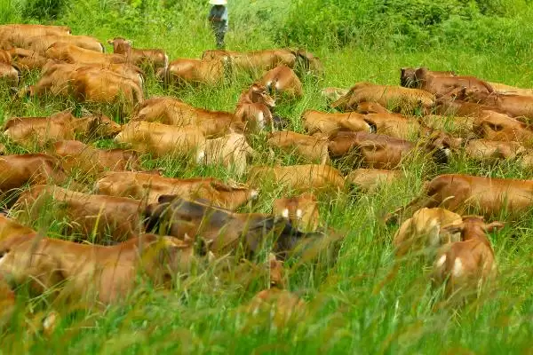 了解云南高峰牛价格的方法和重点?了解云南高峰牛价格要做好哪些细节?插图1 了解云南高峰牛价格的方法和重点?了解云南高峰牛价格要做好哪些细节?插图1
