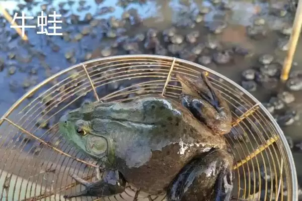 牛蛙与癞蛤蟆的区别大揭秘:不是同一物种的真相插图1 牛蛙与癞蛤蟆的区别大揭秘:不是同一物种的真相插图1