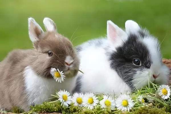 兔子的寿命?了解兔子寿命要考虑哪些兔子品种、饲养和环境影响因素?插图3 兔子的寿命?了解兔子寿命要考虑哪些兔子品种、饲养和环境影响因素?插图3