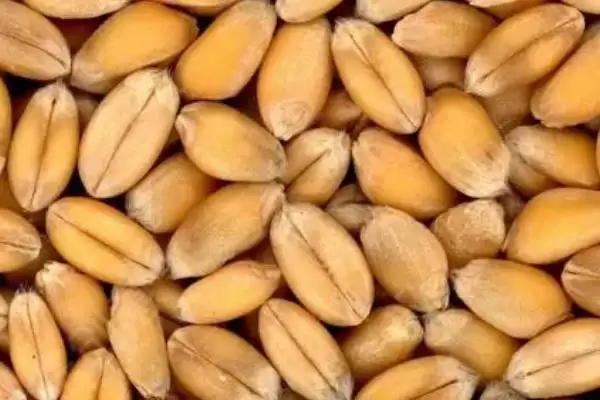 小麦种子形状的要点和解读?了解小麦种子形状需关注哪些关键特征?插图3 小麦种子形状的要点和解读?了解小麦种子形状需关注哪些关键特征?插图3