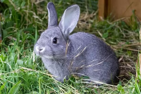 了解养兔所需条件的方法和重点?了解养兔所需条件要做好哪些细节?插图2 了解养兔所需条件的方法和重点?了解养兔所需条件要做好哪些细节?插图2