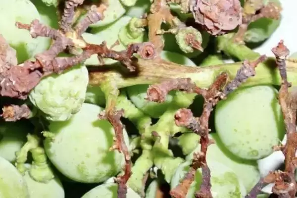 蓝莓僵果病的危害症状 ,蓝莓僵果病对花有什么危害?插图2 蓝莓僵果病的危害症状 ,蓝莓僵果病对花有什么危害?插图2