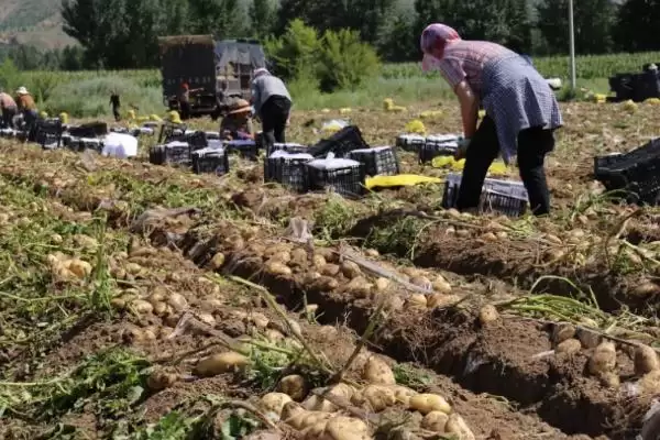 七月土豆种植禁忌：气温高不宜种植的原因剖析插图1