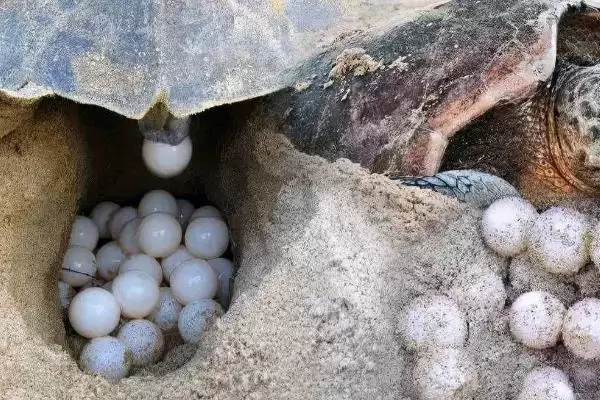 乌龟公母怎么区分？了解乌龟公母区分方法要掌握哪些关键的形态和生理特征要点？插图4