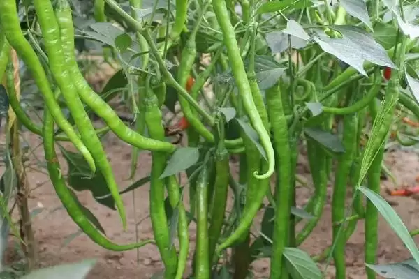 线椒播种的方法和要点?播种线椒需掌握哪些关键技术环节?插图1 线椒播种的方法和要点?播种线椒需掌握哪些关键技术环节?插图1