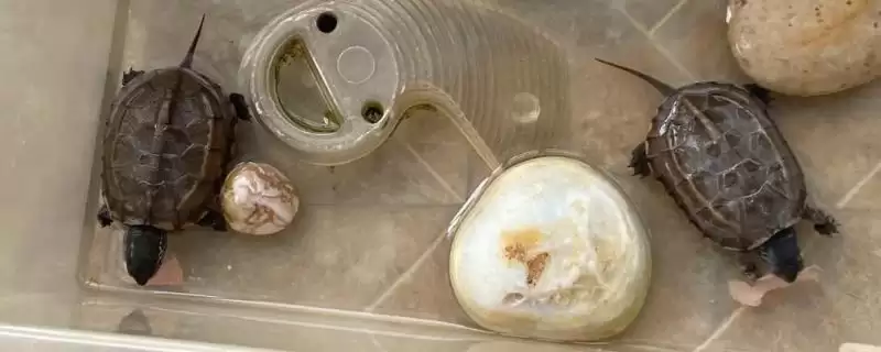 乌龟不吃龟粮的原因？探究乌龟不吃龟粮原因要考虑哪些乌龟习性、健康和食物因素？-会东网