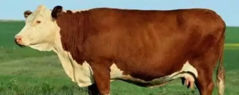 养牛的方法和重点?养牛要做好哪些细节?-会东网