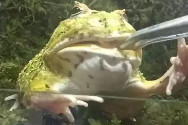 角蛙的饲养方法 ,饲养角蛙需要注意哪些方面插图5