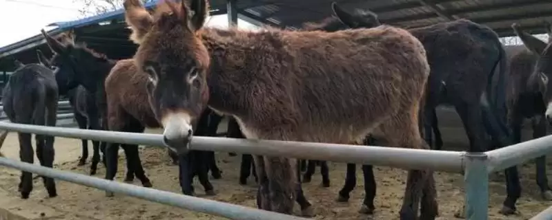 特色养殖项目有哪些？探索特色养殖项目要分析哪些市场需求和养殖技术要点？-会东网