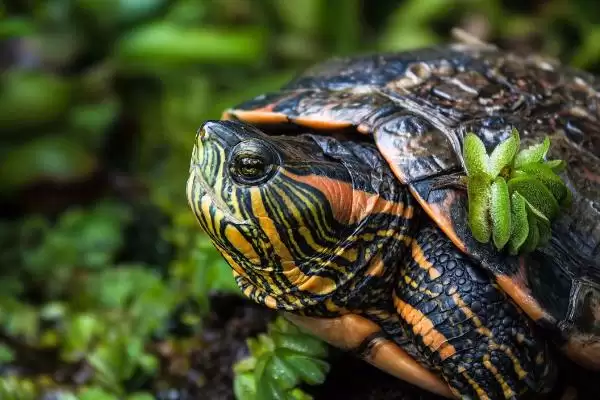 乌龟能否一直泡在水里的要点和判断?判断乌龟泡水情况需注意什么?插图2 乌龟能否一直泡在水里的要点和判断?判断乌龟泡水情况需注意什么?插图2