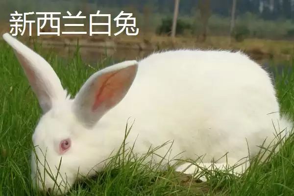 兔子的养殖品种?认识兔子养殖品种要了解哪些关键的品种分类和特性要点?插图1 兔子的养殖品种?认识兔子养殖品种要了解哪些关键的品种分类和特性要点?插图1