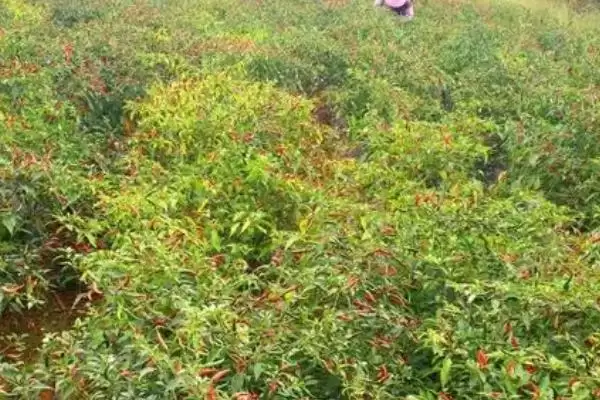 小米辣栽培的技术和要点?栽培小米辣需掌握哪些关键技术环节?插图1 小米辣栽培的技术和要点?栽培小米辣需掌握哪些关键技术环节?插图1