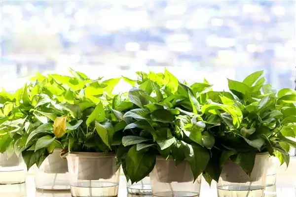 养绿萝的方法和重点？养绿萝要做好哪些细节？插图1