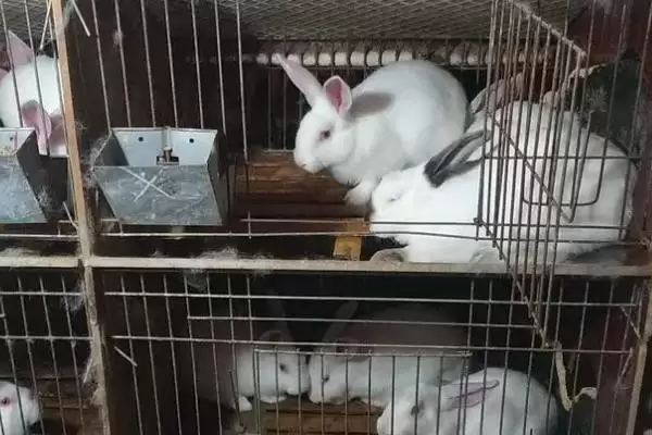 分析养殖兔子前景的方法和重点？分析养殖兔子前景要做好哪些细节？插图1