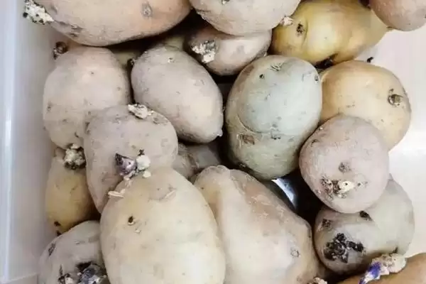 土豆的种植技术?种植土豆要遵循哪些科学的种植步骤和管理要点?插图1 土豆的种植技术?种植土豆要遵循哪些科学的种植步骤和管理要点?插图1