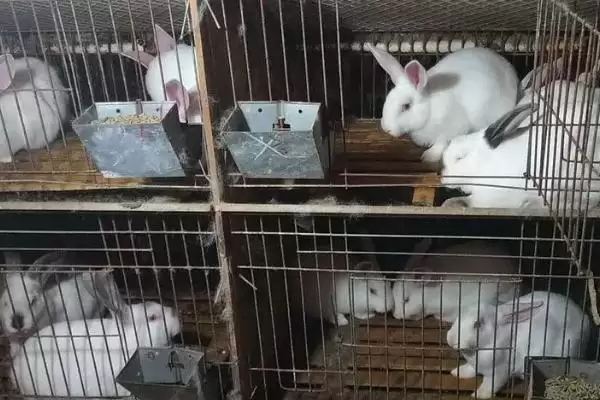 养殖兔子的方法和重点?养殖兔子要做好哪些细节?插图6 养殖兔子的方法和重点?养殖兔子要做好哪些细节?插图6