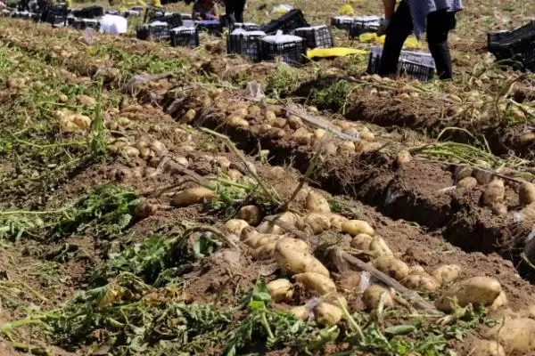 秋土豆种植方法全解：钾肥或草木灰施肥的作用插图5