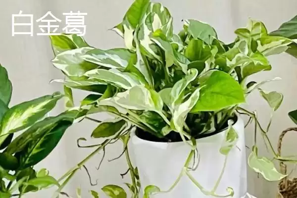 绿萝有哪些常见的品种 ,绿萝的品种有哪些可介绍插图8 绿萝有哪些常见的品种 ,绿萝的品种有哪些可介绍插图8