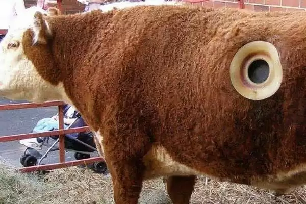 了解在牛身上打洞原因的方法和重点？了解在牛身上打洞原因要做好哪些细节？插图1