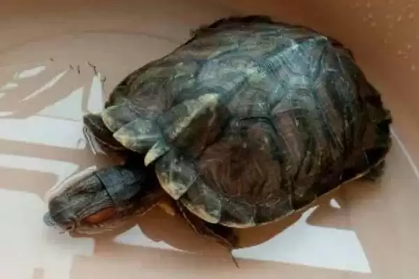 乌龟无水生存状况的要点和分析?分析乌龟无水生存需注意什么?插图4 乌龟无水生存状况的要点和分析?分析乌龟无水生存需注意什么?插图4