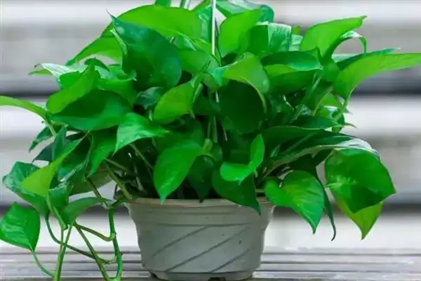 绿萝吊兰有什么作用 ,绿萝吊兰有哪些实用功能插图2 绿萝吊兰有什么作用 ,绿萝吊兰有哪些实用功能插图2