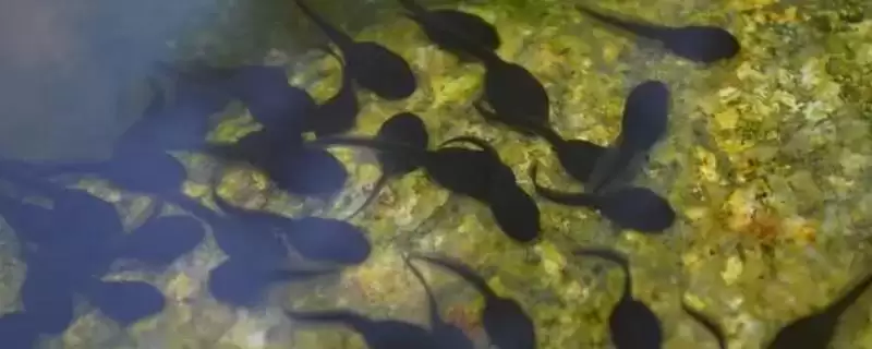 青蛙蝌蚪和蟾蜍蝌蚪的区别辨识：外观、活动、大小差异-会东网