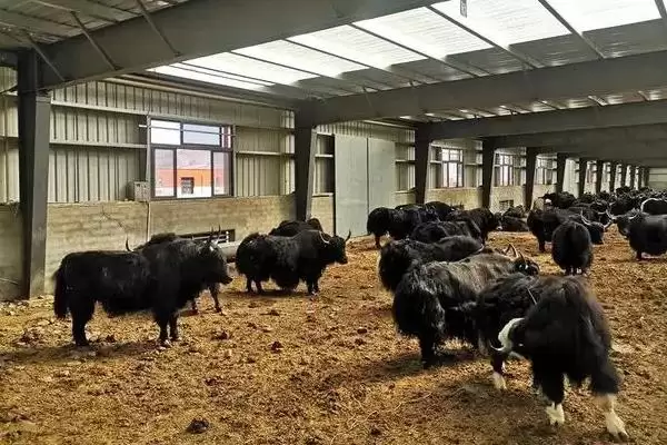 牦牛的养殖技术有哪些要点 ,牦牛养殖每年需严格按流程防疫插图3 牦牛的养殖技术有哪些要点 ,牦牛养殖每年需严格按流程防疫插图3