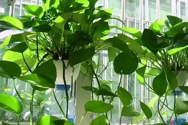 绿萝叶片发黑如何处理好 ,绿萝叶片发黑怎样应对插图9 绿萝叶片发黑如何处理好 ,绿萝叶片发黑怎样应对插图9