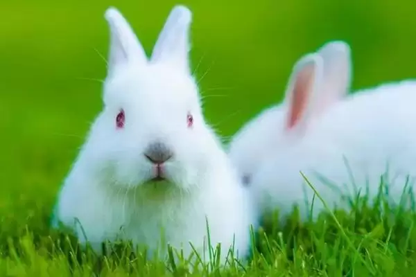 兔子患有肠胃炎的症状?了解兔子肠胃炎症状要知晓哪些疾病表现和判断要点?插图1 兔子患有肠胃炎的症状?了解兔子肠胃炎症状要知晓哪些疾病表现和判断要点?插图1