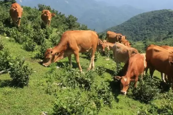 了解一头牛价格的方法和重点?了解一头牛价格要做好哪些细节?插图1 了解一头牛价格的方法和重点?了解一头牛价格要做好哪些细节?插图1
