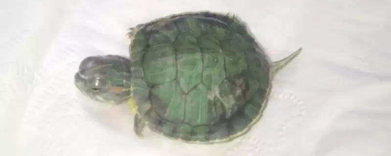 乌龟背上有黑点是怎么回事？探究乌龟背上黑点原因要考虑哪些乌龟健康和生长因素？-会东网