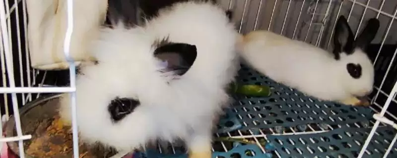 兔子打喷嚏的原因及防治方法？探究兔子打喷嚏原因并防治要考虑哪些因素？-会东网