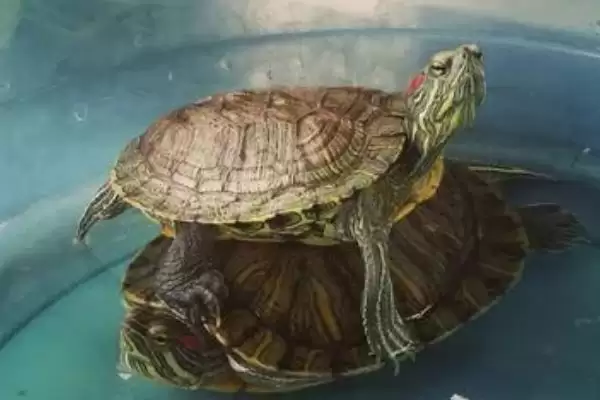 乌龟长时间不进食原因的要点和分析？分析乌龟不进食原因需关注什么？插图2