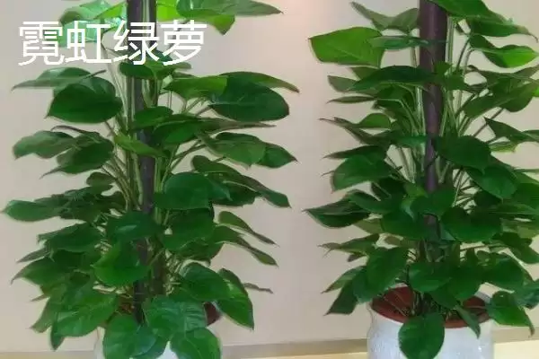 绿萝有哪些常见的品种 ,绿萝的品种有哪些可介绍插图2 绿萝有哪些常见的品种 ,绿萝的品种有哪些可介绍插图2