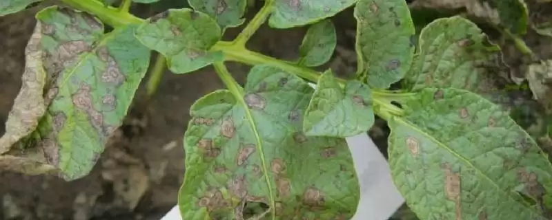 马铃薯早疫病和晚疫病有何区别 ,马铃薯早晚疫病病斑有何不同-会东网